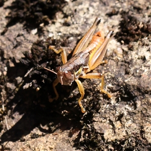 Praxibulus sp. (genus) (A grasshopper) at Bango, NSW - 11 Feb 2025 by ConBoekel