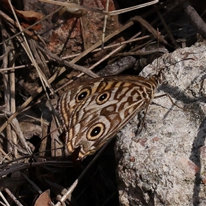 Geitoneura acantha (Ringed Xenica) at Bango, NSW - 11 Feb 2025 by ConBoekel