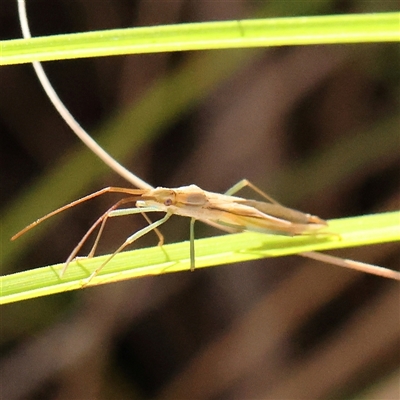 Mutusca brevicornis (A broad-headed bug) at Bango, NSW - 11 Feb 2025 by ConBoekel