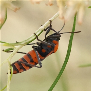 Spilostethus pacificus (Milkweed bug) at Bango, NSW - 11 Feb 2025 by ConBoekel