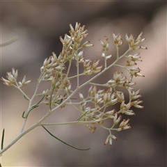 Cassinia quinquefaria (Rosemary Cassinia) at Bango, NSW - 11 Feb 2025 by ConBoekel