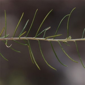 Cassinia quinquefaria at Bango, NSW - 11 Feb 2025 11:15 AM