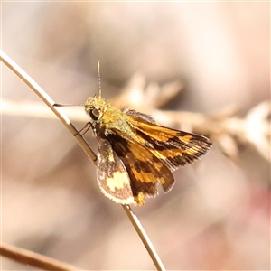 Ocybadistes walkeri at Bango, NSW - 11 Feb 2025 by ConBoekel