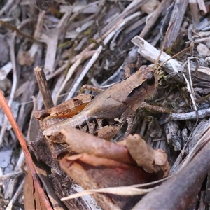 Phaulacridium vittatum (Wingless Grasshopper) at Bango, NSW - 11 Feb 2025 by ConBoekel