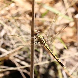 Orthetrum caledonicum at Bango, NSW - 11 Feb 2025 11:19 AM