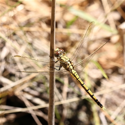 Orthetrum caledonicum (Blue Skimmer) at Bango, NSW - 11 Feb 2025 by ConBoekel