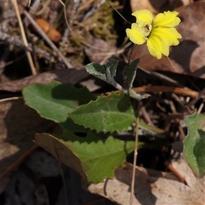 Goodenia hederacea at Bango, NSW - 11 Feb 2025 11:23 AM