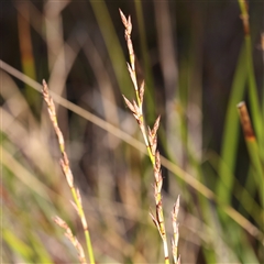 Lepidosperma laterale (Variable Sword Sedge) at Bango, NSW - 11 Feb 2025 by ConBoekel