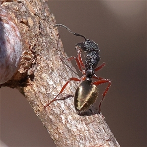 Dolichoderus scabridus (Dolly ant) at Bango, NSW - 11 Feb 2025 by ConBoekel