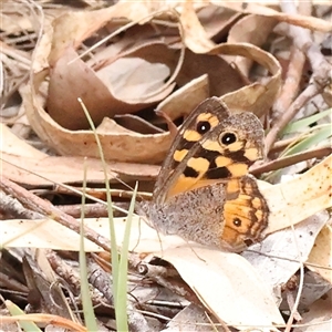 Geitoneura klugii (Marbled Xenica) at Bango, NSW - 11 Feb 2025 by ConBoekel