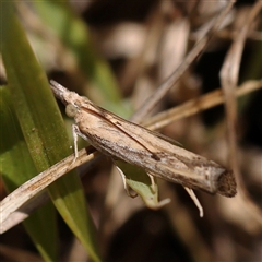 Faveria tritalis (Couchgrass Webworm) at Bango, NSW - 11 Feb 2025 by ConBoekel