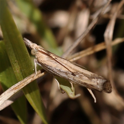 Faveria tritalis (Couchgrass Webworm) at Bango, NSW - 11 Feb 2025 by ConBoekel