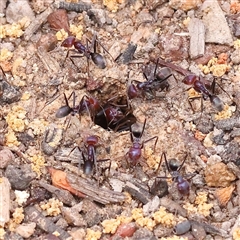 Iridomyrmex purpureus (Meat Ant) at Bango, NSW - 11 Feb 2025 by ConBoekel