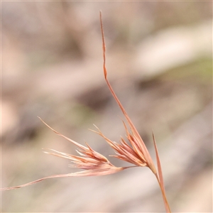 Themeda triandra at Bango, NSW - 11 Feb 2025 11:55 AM