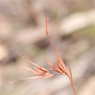 Themeda triandra (Kangaroo Grass) at Bango, NSW - 11 Feb 2025 by ConBoekel