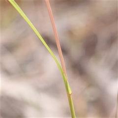 Themeda triandra at Bango, NSW - 11 Feb 2025 11:55 AM