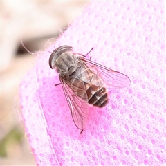 Dasybasis sp. (genus) (A march fly) at Bango, NSW - 11 Feb 2025 by ConBoekel