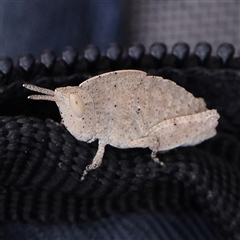 Goniaea sp. (genus) (A gumleaf grasshopper) at Bango, NSW - 11 Feb 2025 by ConBoekel