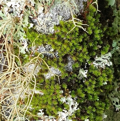 Unidentified Moss, Liverwort or Hornwort by MazzV