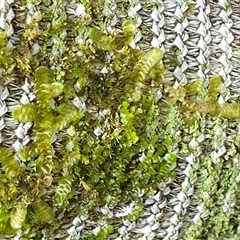 Unidentified Lichen, Moss or other Bryophyte by MazzV