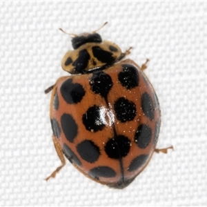 Harmonia conformis at Melba, ACT - 22 Feb 2025 12:05 AM