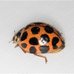 Harmonia conformis at Melba, ACT - 22 Feb 2025 12:05 AM