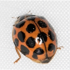 Harmonia conformis at Melba, ACT - 22 Feb 2025 12:05 AM