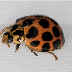 Harmonia conformis at Melba, ACT - 22 Feb 2025 12:05 AM