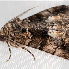 Gastrina cristaria at Melba, ACT - 22 Feb 2025 12:07 AM