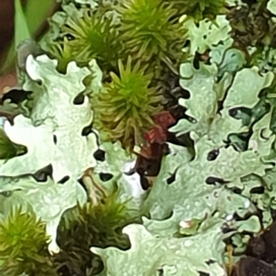 Unidentified Moss, Liverwort or Hornwort by MazzV