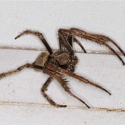 Hortophora sp. (genus) at Melba, ACT - 22 Feb 2025 by kasiaaus