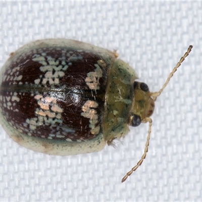 Paropsisterna sp. (Ch11 of DeLittle 1979) (A leaf beetle) at Melba, ACT - 22 Feb 2025 by kasiaaus