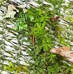 Unidentified Moss, Liverwort or Hornwort by MazzV