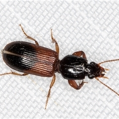 Clivina basalis (A carab beetle) at Melba, ACT - 22 Feb 2025 by kasiaaus