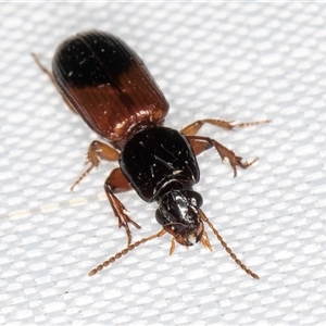Clivina basalis at Melba, ACT - 22 Feb 2025 11:12 PM