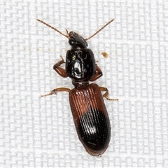 Clivina basalis at Melba, ACT - 22 Feb 2025 11:12 PM