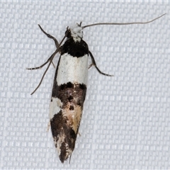 Monopis icterogastra at Melba, ACT - 22 Feb 2025 11:13 PM