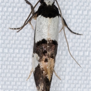 Monopis icterogastra at Melba, ACT - 22 Feb 2025 11:13 PM