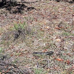 Tiliqua rugosa (Shingleback Lizard) at Watson, ACT - 28 Feb 2025 by abread111