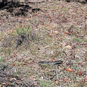 Tiliqua rugosa at Watson, ACT - 28 Feb 2025 11:12 AM