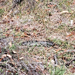 Tiliqua rugosa at Watson, ACT - 28 Feb 2025 11:12 AM