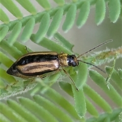 Monolepta froggatti (Leaf beetle) at Kambah, ACT - 22 Feb 2025 by Miranda