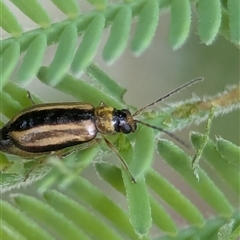 Monolepta froggatti at Kambah, ACT - 22 Feb 2025 01:32 PM