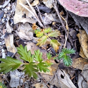 Acaena echinata at Kambah, ACT - 25 Nov 2024 08:45 AM