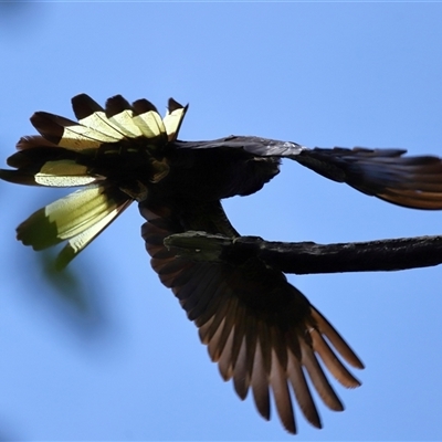 Zanda funerea (Yellow-tailed Black-Cockatoo) at Paddys River, ACT - 19 Feb 2025 by TimL