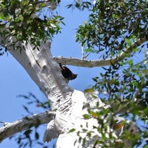 Zanda funerea at Paddys River, ACT - 19 Feb 2025 11:52 AM