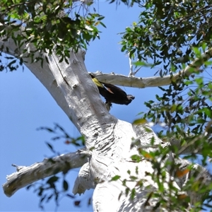 Zanda funerea at Paddys River, ACT - 19 Feb 2025 11:52 AM