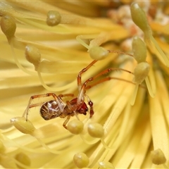 Phonognathidae (family) (Leaf curling orb-weavers) at Acton, ACT - 23 Feb 2025 by TimL