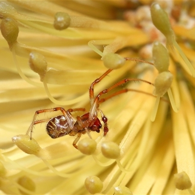 Phonognathidae (family) (Leaf curling orb-weavers) at Acton, ACT - 23 Feb 2025 by TimL