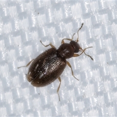 Corticariinae (subfamily) (Mould beetle, minute brown scavenger beetle) at Melba, ACT - 22 Feb 2025 by kasiaaus